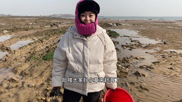 阿平赶海抓获一条凶猛的海龙,之后又抓了大螃蟹和昂贵的跳王鱼