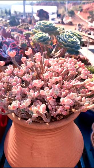 我的绿箭 独一无二的品种#多肉#格桑多肉